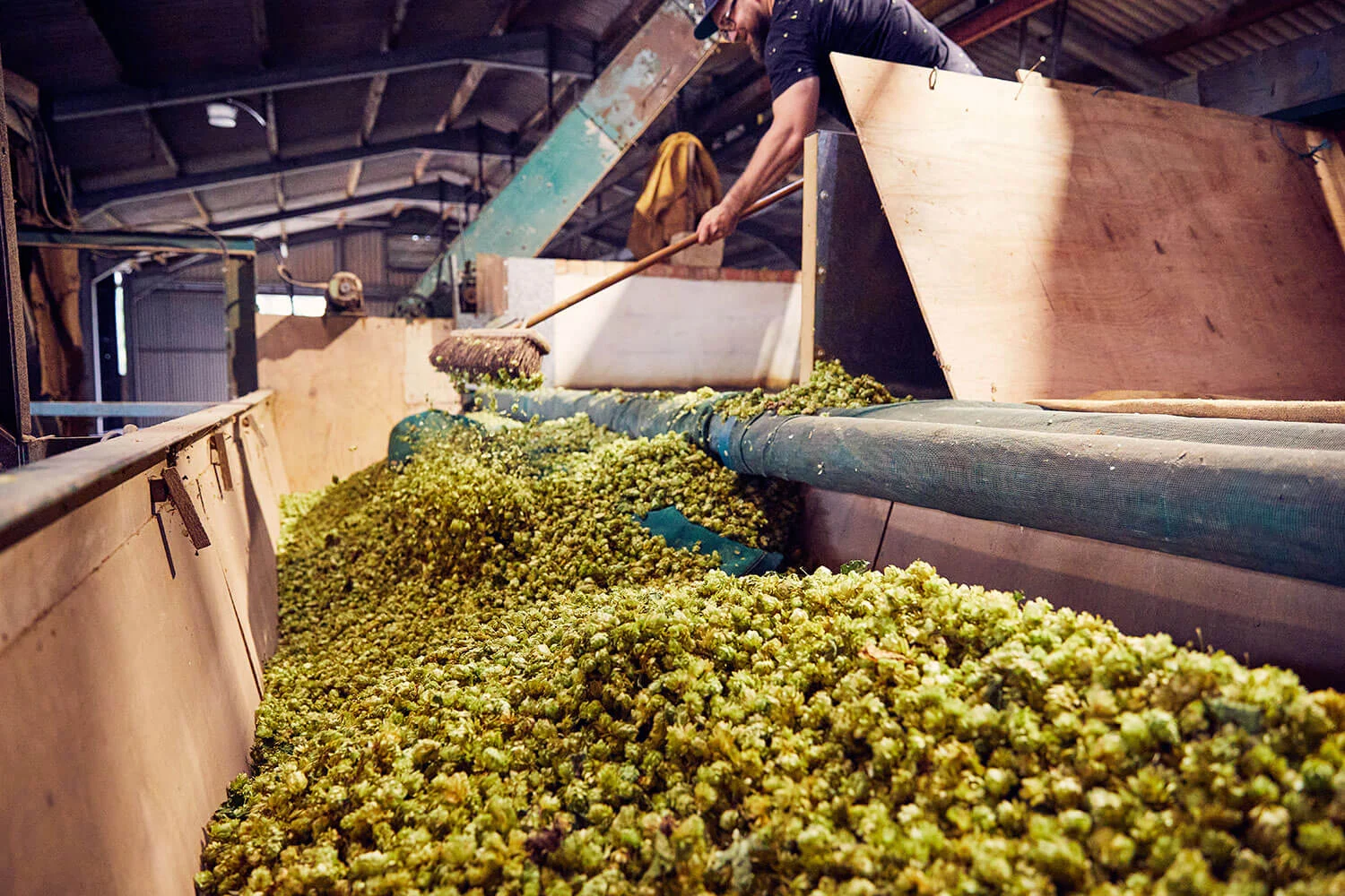 Produce being harvested